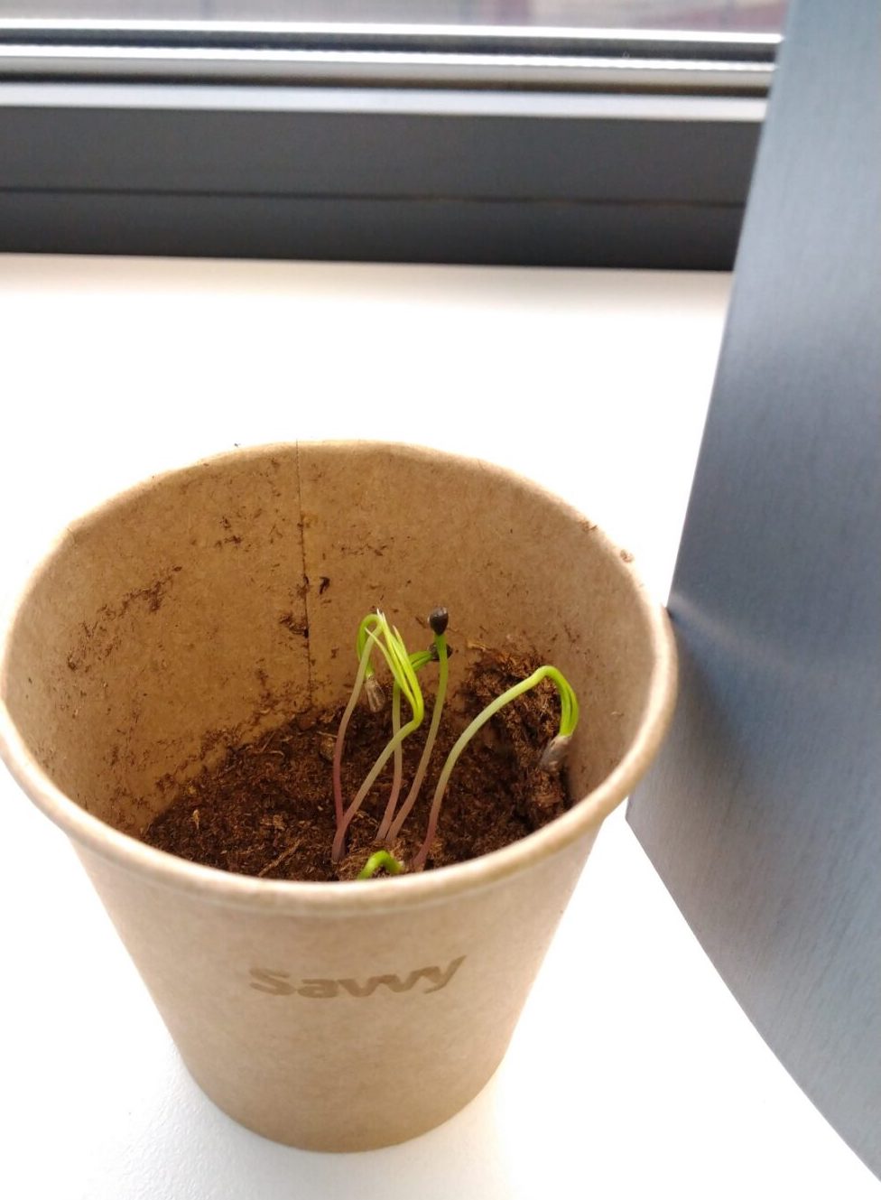 GrowTree Duurzaam zakelijk geschenk DDG Promotions